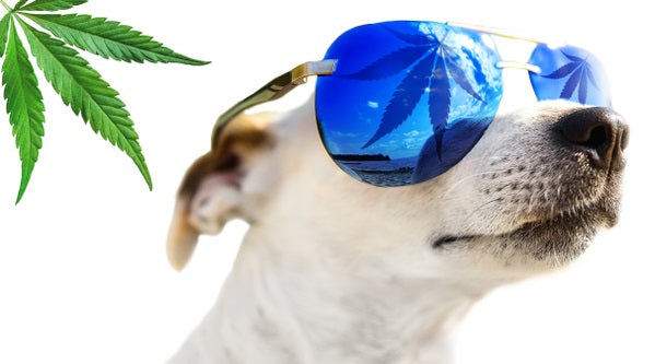 CBD Vital Hund mit Sonnenbrille auf deren Gläsern sich Cannabisblätter spiegeln